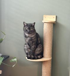 Model familie (ID: 108 )